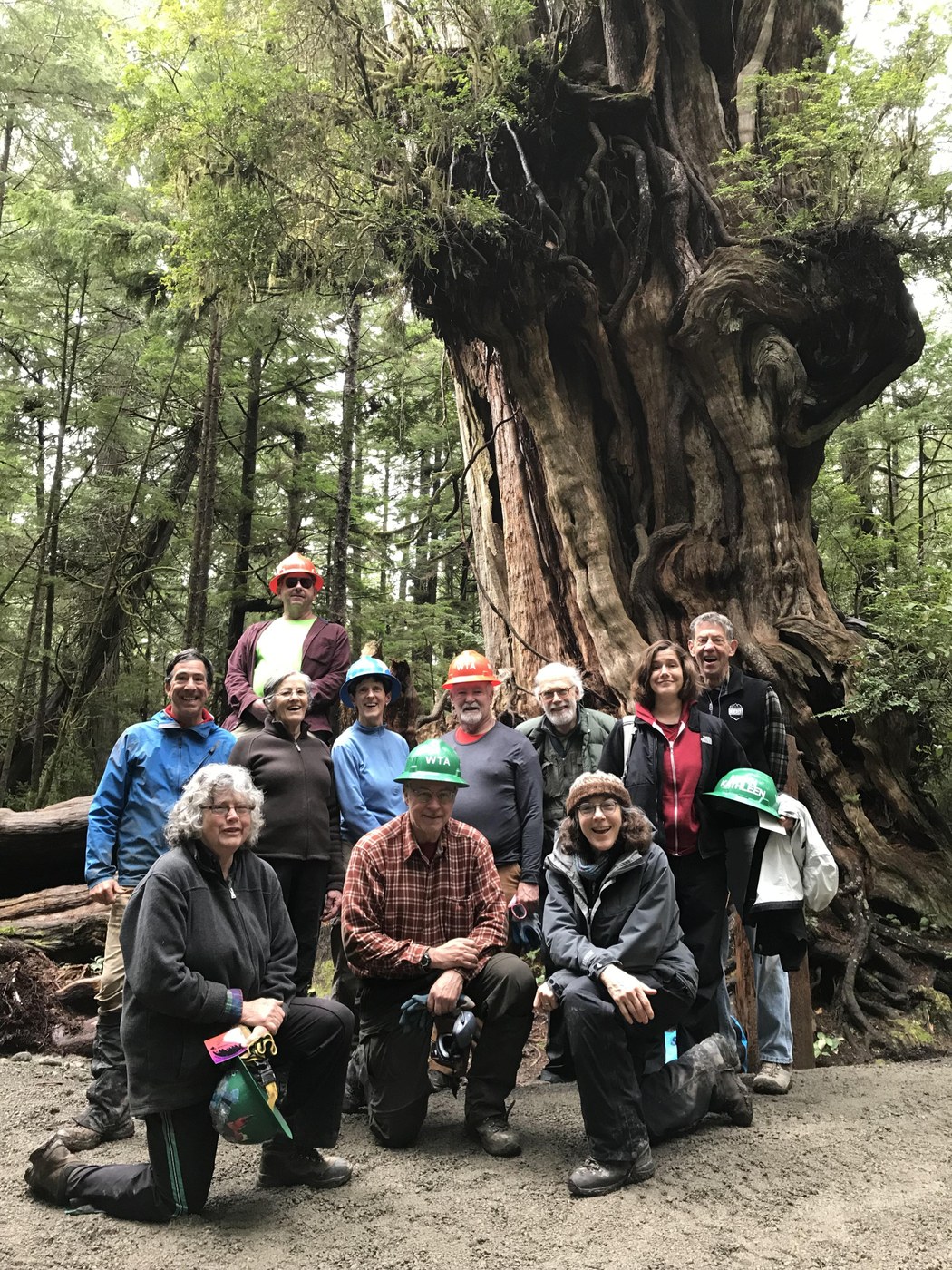 Big Cedar Tree Quinault — Washington Trails Association